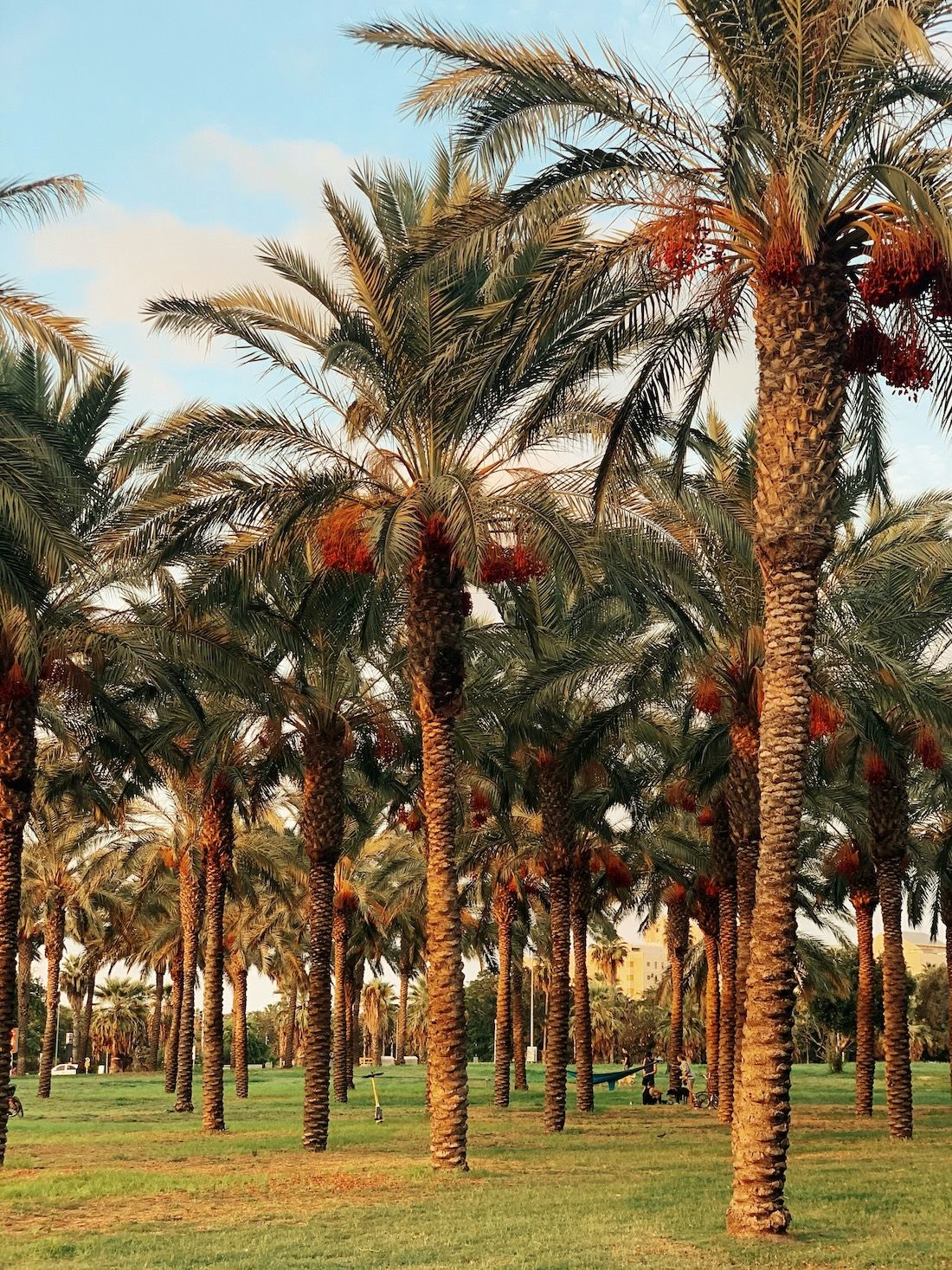 A field of date palm trees in Qatar, inspiration for the 2026 colours and visual branding