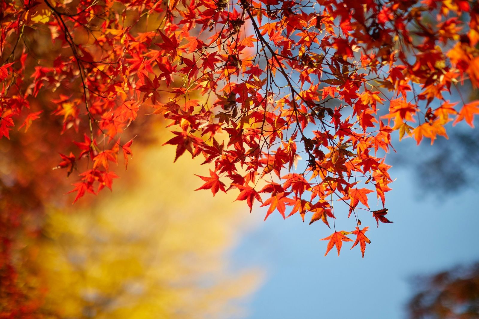 Canadian maple leaf trees changing colour in the Autumn, inspiration for the 2026 colour palette