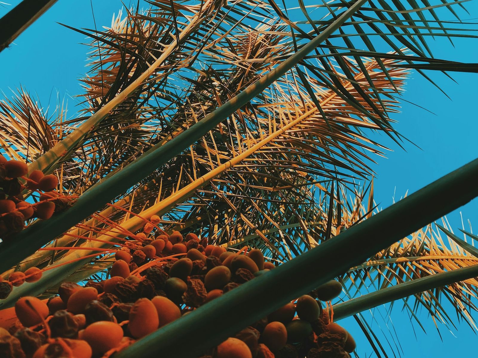 A Qatari date palm cluster that inspired the colours for the 2026 Year of Culture branding