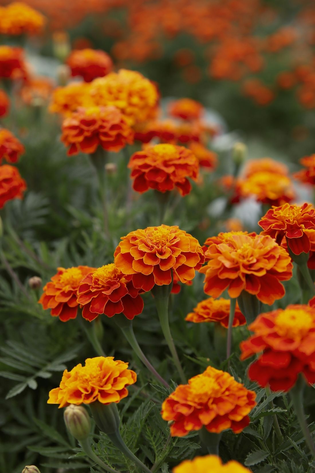 A field of marigold flowers with colours that inspired the 2026 Year of Culture brand identity
