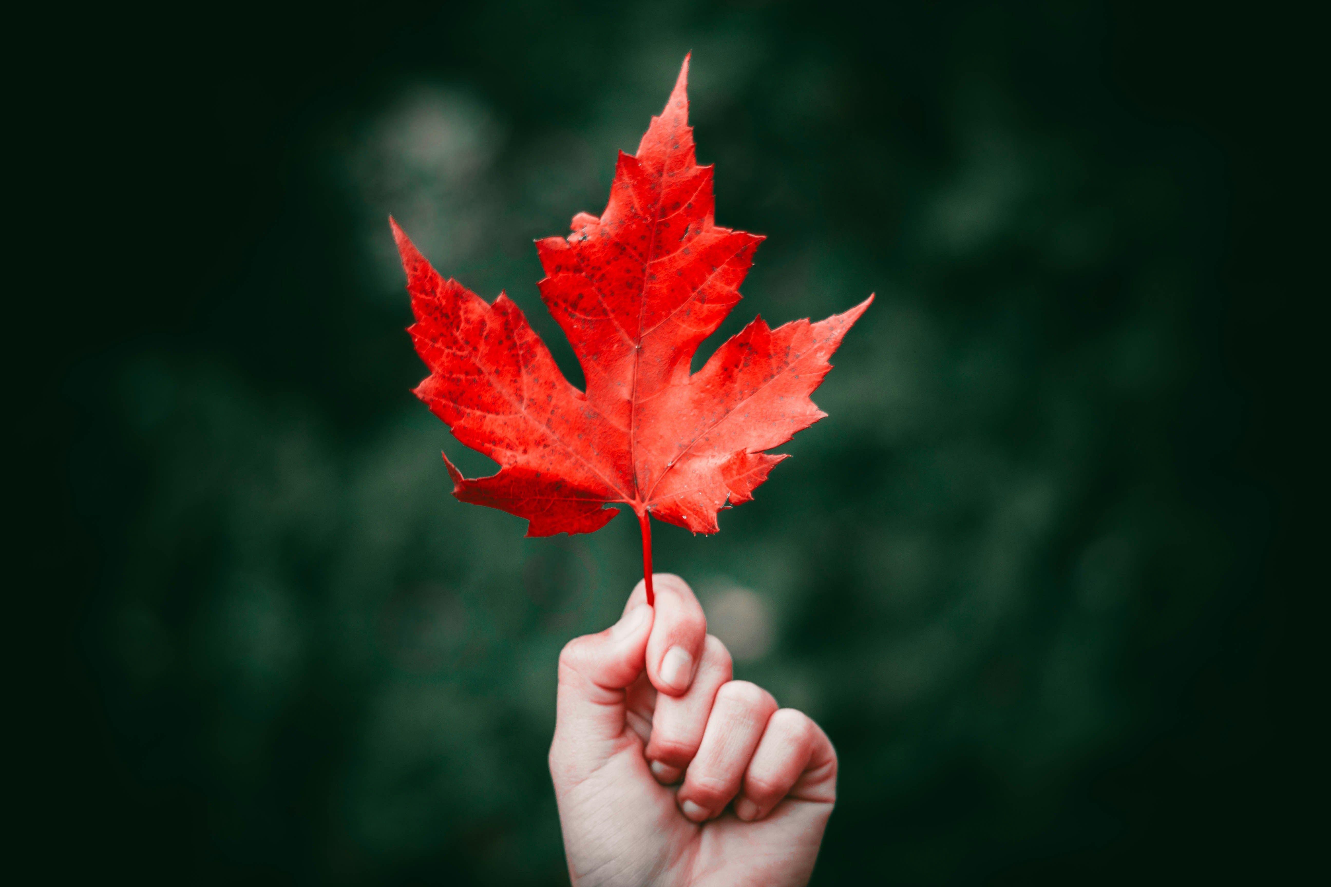 A crimson red maple leaf, inspiration for the 2026 colours and visual branding