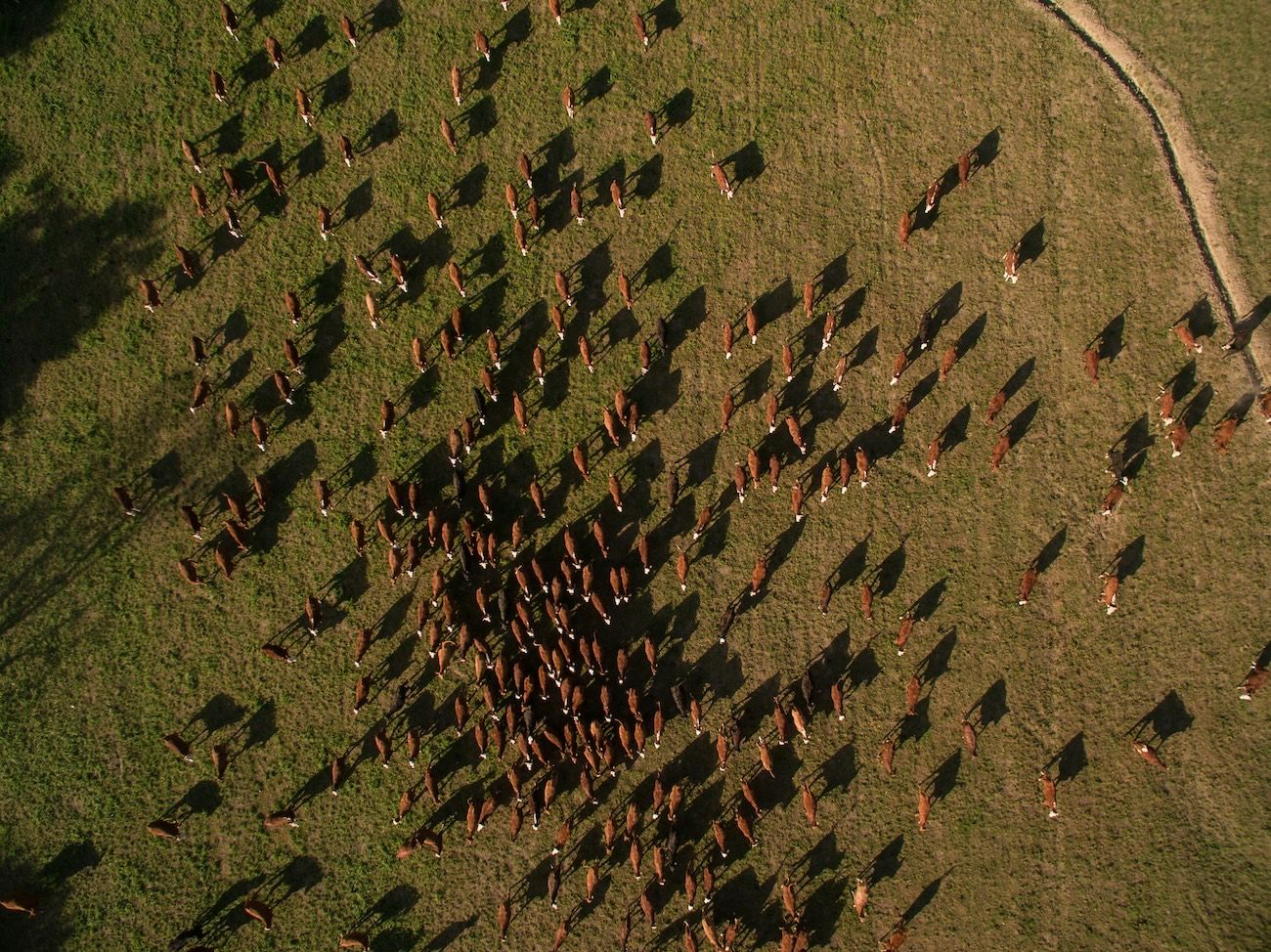 Argentinian Gaucho - EN  2.jpg