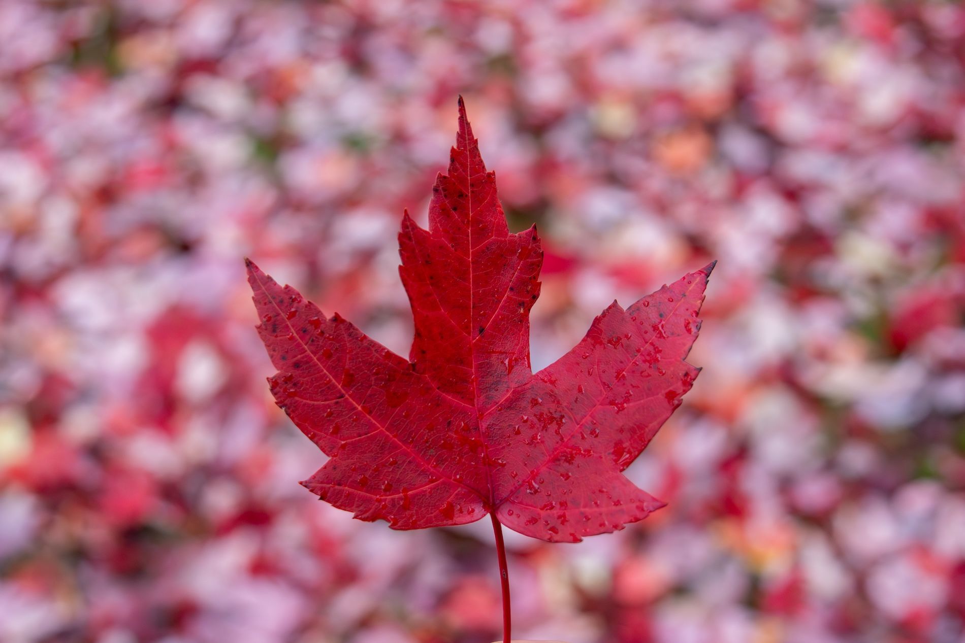 Close up of a red maple leaf covered in water droplets with a blurred autumn background in Vancouver Canada
