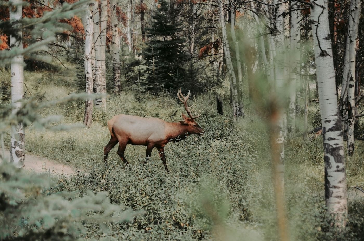 A bull Elk walking through a forested area, probably a natural park like the Banff National Park in Canada.