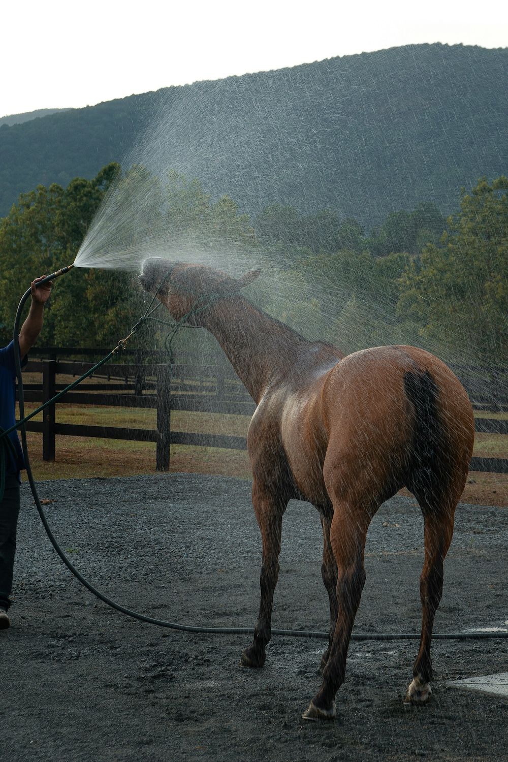 Juego del Pato Horse
