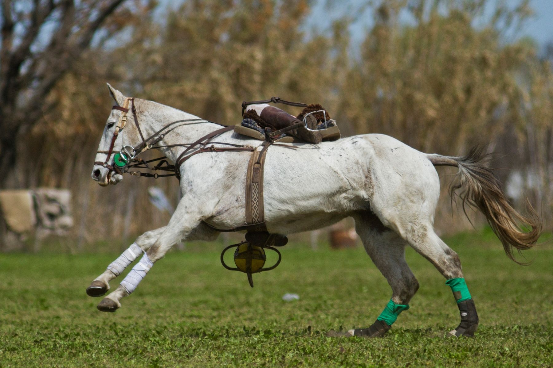 Juego del Pato Photos - AR 3.jpeg