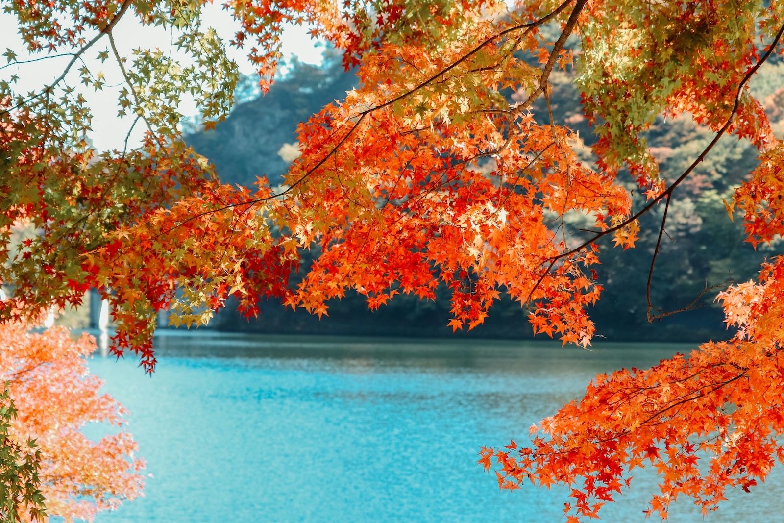 maple tree branches with red leaves and a canadian lake on the background
