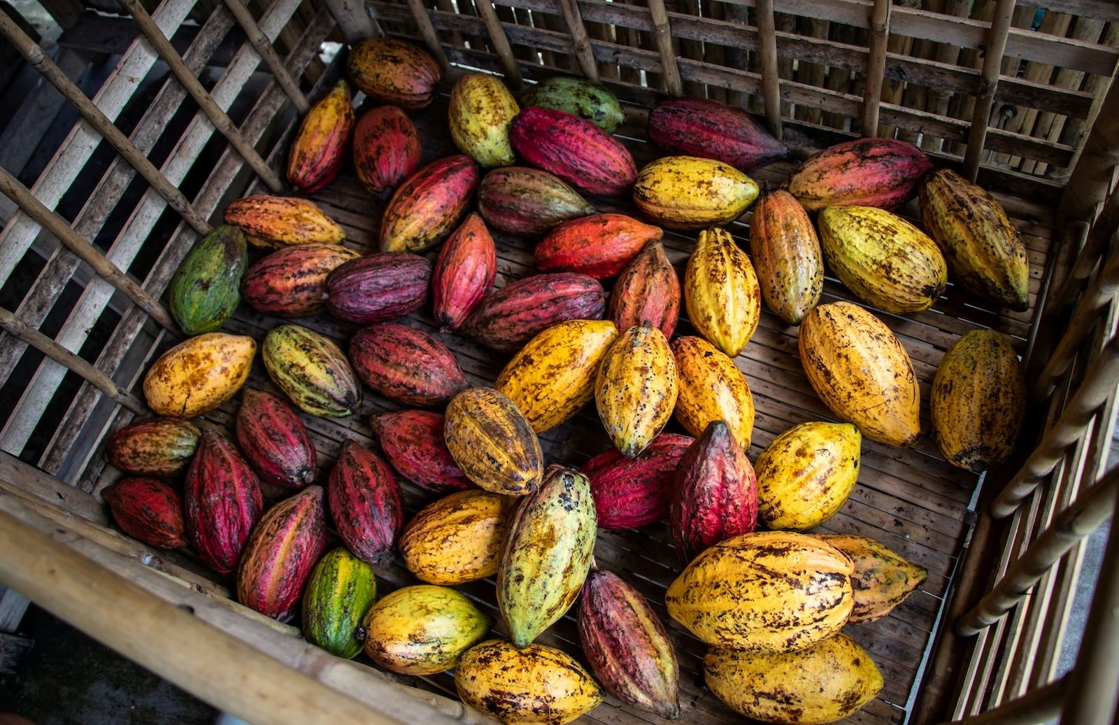 A wooden box full of cocoa pods. They appear in various colours such as red, yellow and green, indicating different varieties or stages of ripeness.