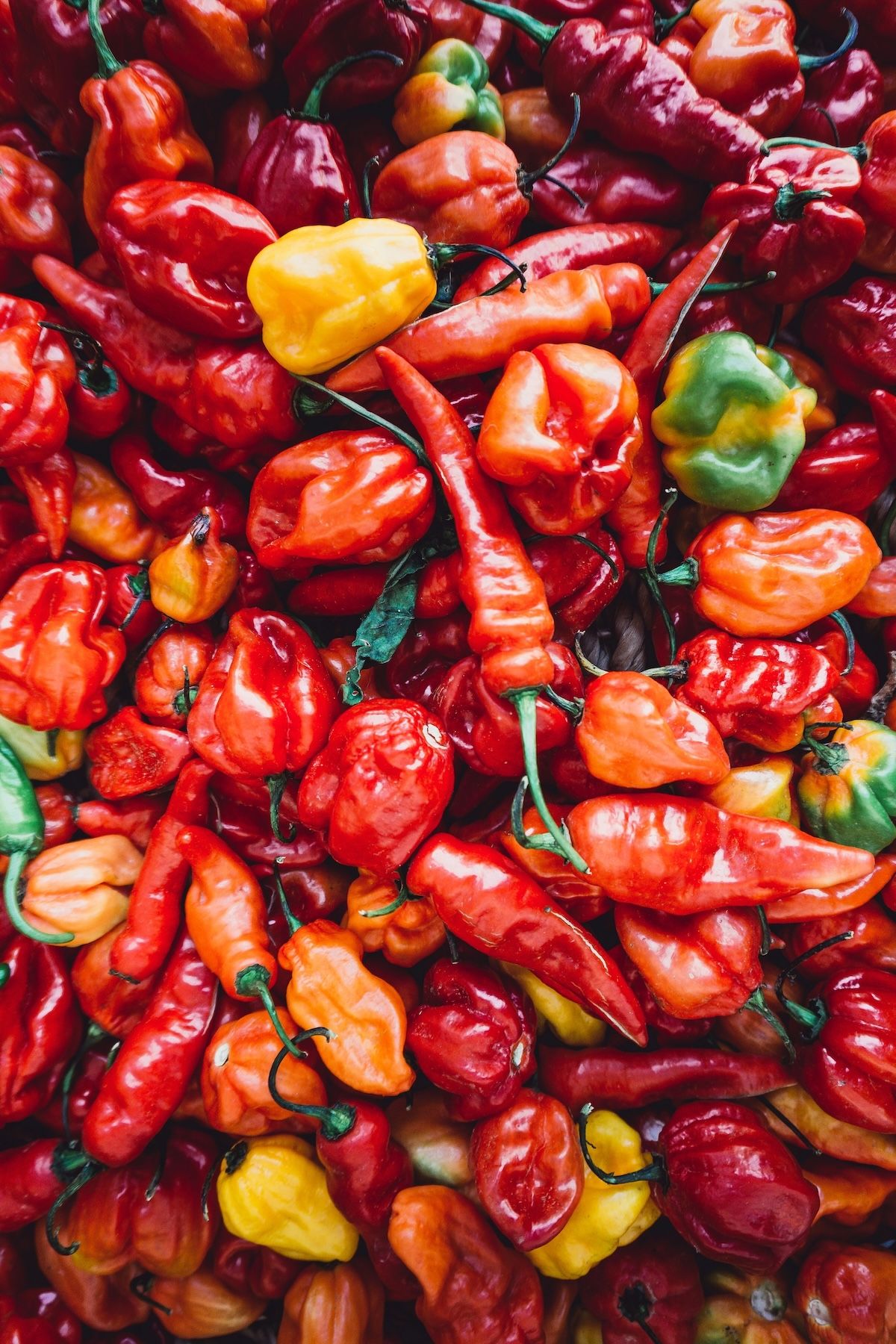 A variety of fresh red, orange and yellow chili peppers. A mix of Habaneros and Scotch Bonnets.