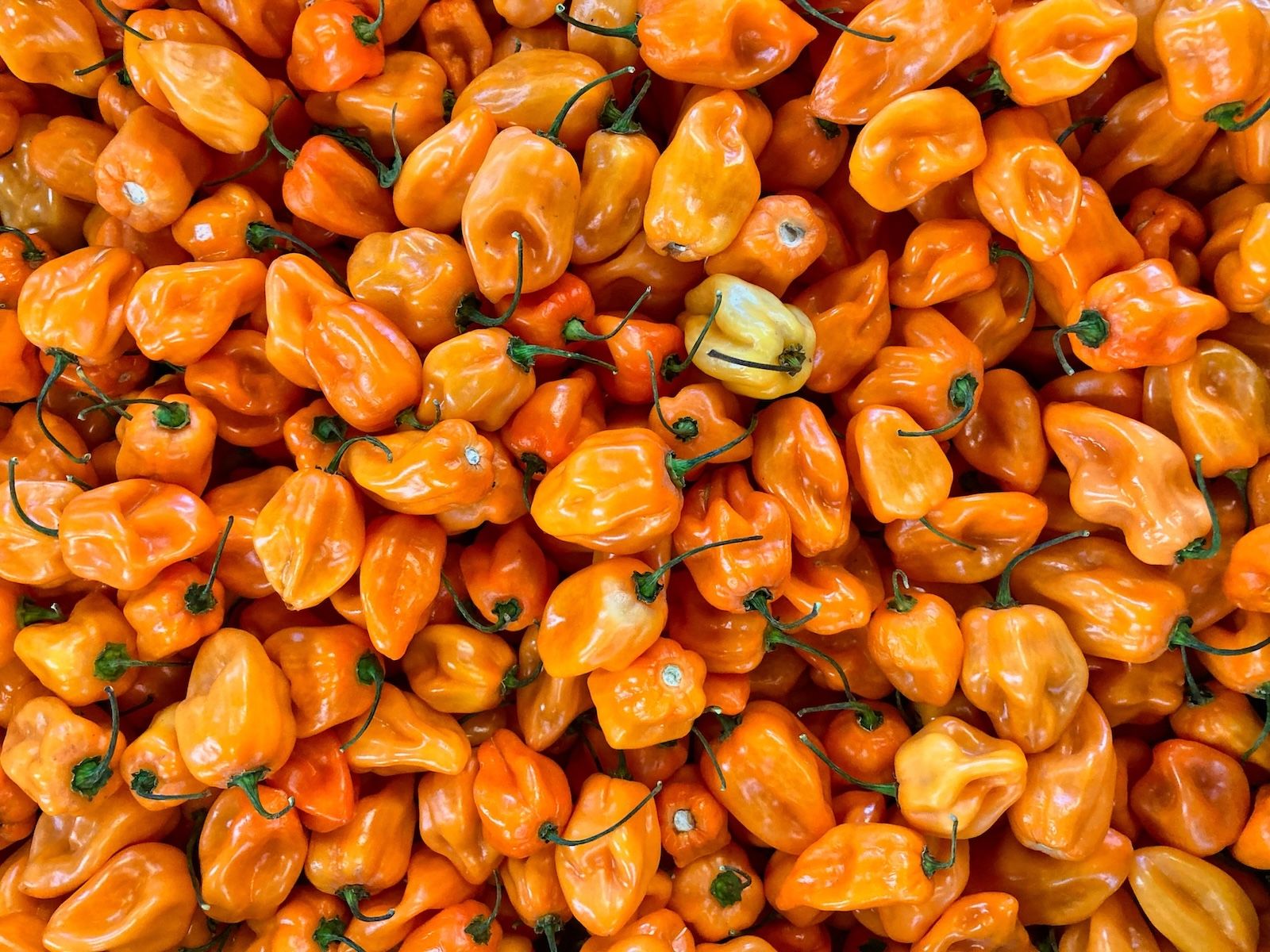 A pile of fresh orange habanero peppers, typically used in Mexican cuisine.
