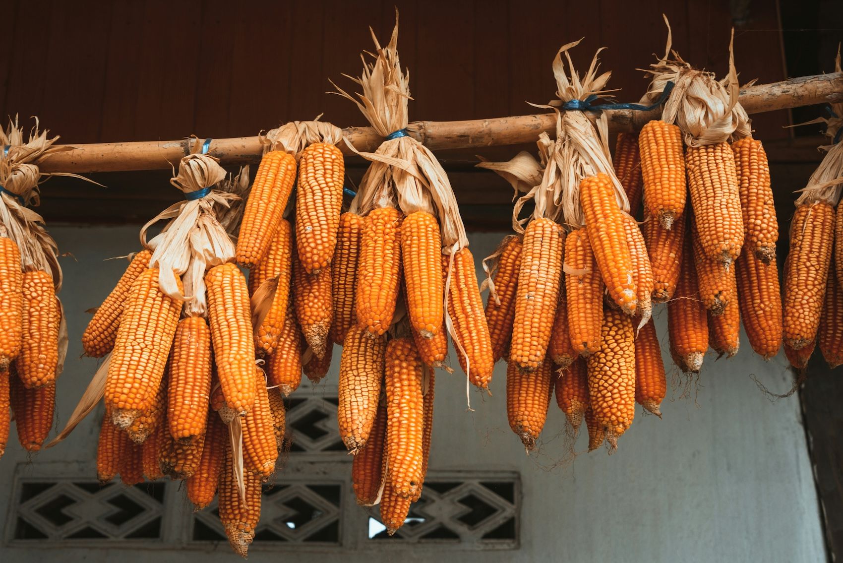 a large quantity of dried corn cobs hanging from a wooden beam, ready to be used in Mexican recipes.
