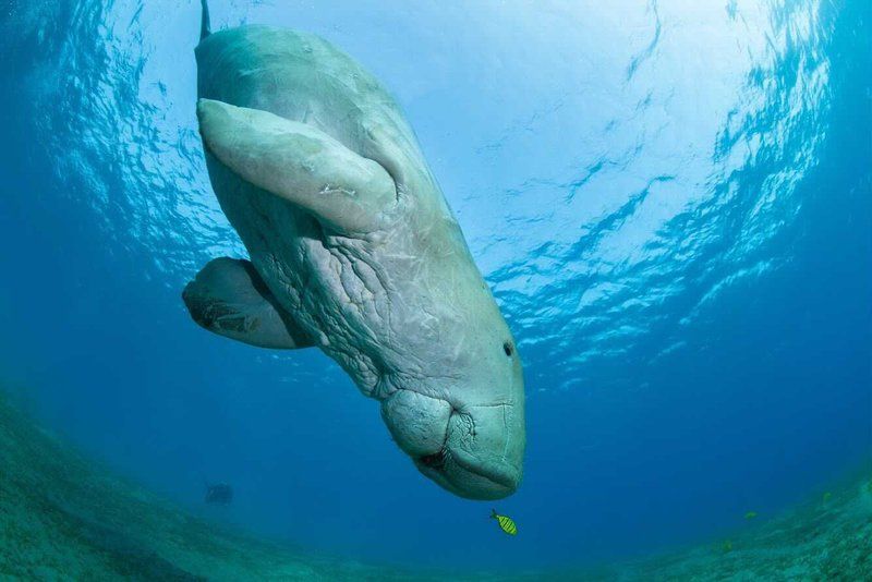A dugong swims towards the sea bed in clear turquoise waters.